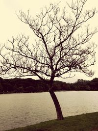 Bare tree by lake against sky