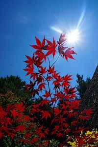 Low angle view of maple tree against sky