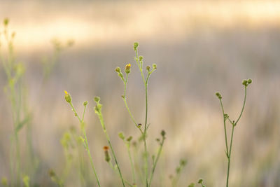 Close-up of flowering plant on field