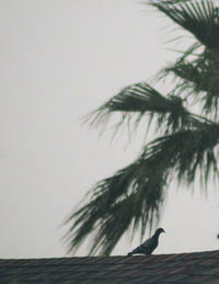 Low angle view of bird on palm tree against sky