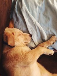 Dog lying on bed