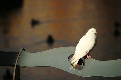 Close-up of seagull perching on metal