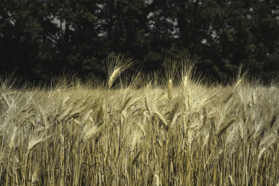 Close-up of wheat on field