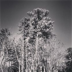 Plants growing on tree