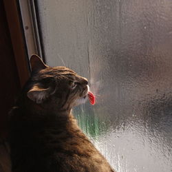 Close-up of cat licking glass window