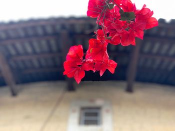 Close-up of red rose on plant against building