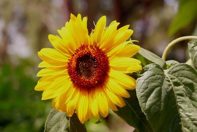 Close-up of sunflower