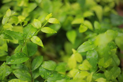 Close-up of raindrops on leaves