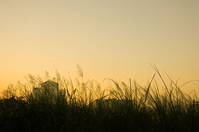 Scenic view of field against clear sky during sunset