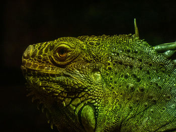 Close-up of lizard on black background