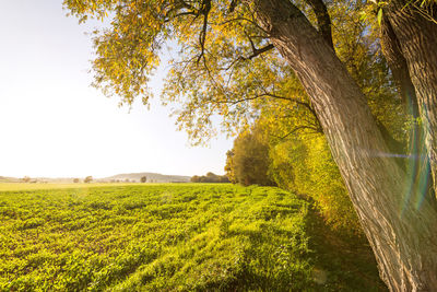 Scenic view of trees on field against clear sky