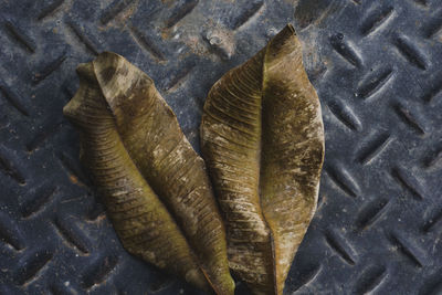 High angle view of dry leaves