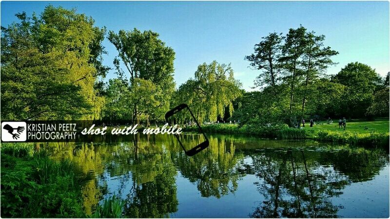 tree, water, reflection, green color, tranquility, lake, tranquil scene, nature, scenics, growth, grass, beauty in nature, clear sky, waterfront, sky, pond, green, day, idyllic, lush foliage