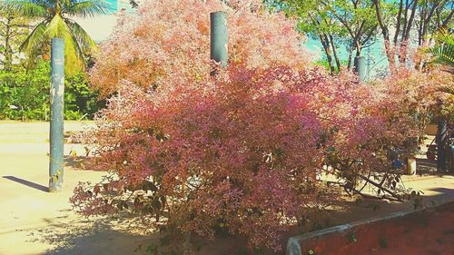 Pink flowers on tree