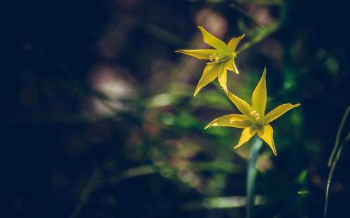 Close-up of yellow flowering plant