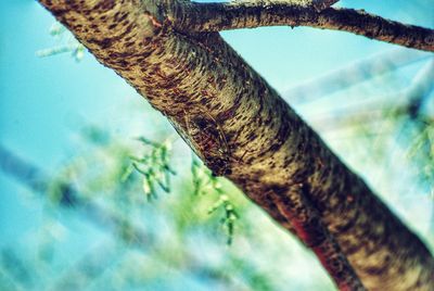 Close-up of cicada on tree branch