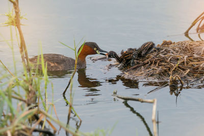 Close-up of duck swimming in lake