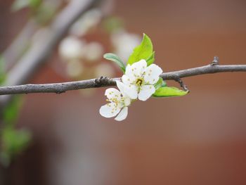 Close-up of white cherry blossoms in spring