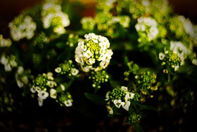 Close-up of flowers