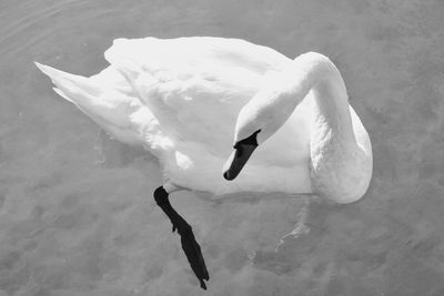 High angle view of swan swimming in lake