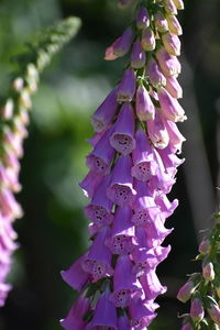 Close-up of purple flowering plant