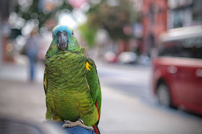 Close-up of parrot in city