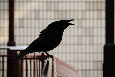 Close-up of bird perching on railing