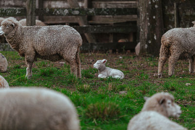 Sheep grazing in a field