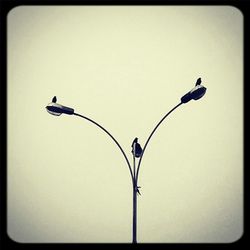 Low angle view of birds perching on railing