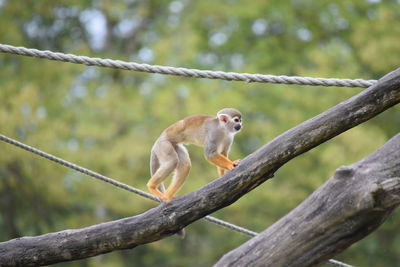 Squirrel monkey on tree