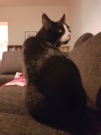 Close-up of cat on bed at home