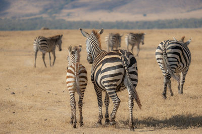 Zebras on a field