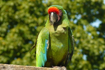 Close-up of parrot perching on tree