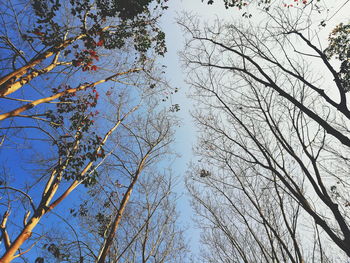 Low angle view of trees against sky