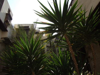 Palm trees and plants growing in yard against sky