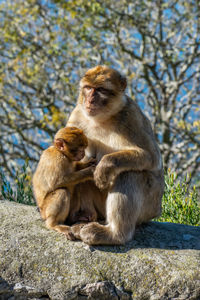 Monkeys sitting on rock