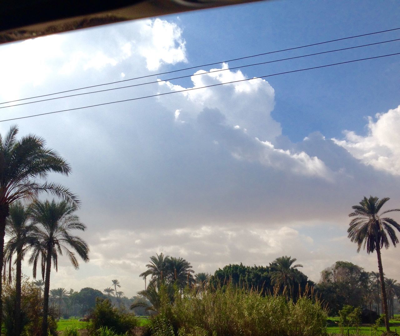 cloud - sky, tree, sky, palm tree, nature, low angle view, scenics, day, cable, no people, beauty in nature, outdoors, tranquility, growth