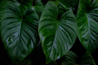 leaf