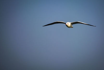 Low angle view of seagull flying in sky