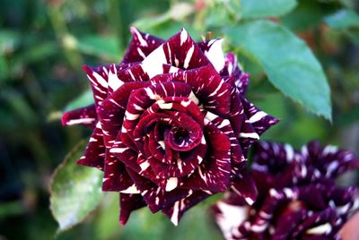 Close-up of red rose