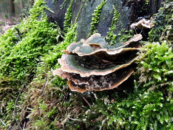 Close-up of tree trunk