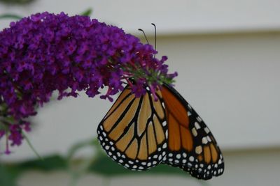 Close-up of butterfly on purple flower