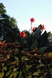 Low angle view of flowering plants against sky