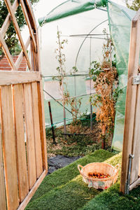 Potted plants in greenhouse