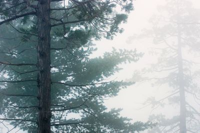 Low angle view of trees in forest against sky