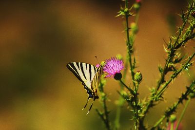 Close-up of butterfly pollinating on pink flower