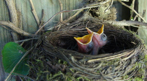 Close-up of crab on leaf