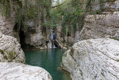 Scenic view of river in forest