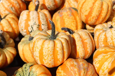 Full frame shot of pumpkins