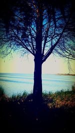 Silhouette tree by sea against sky